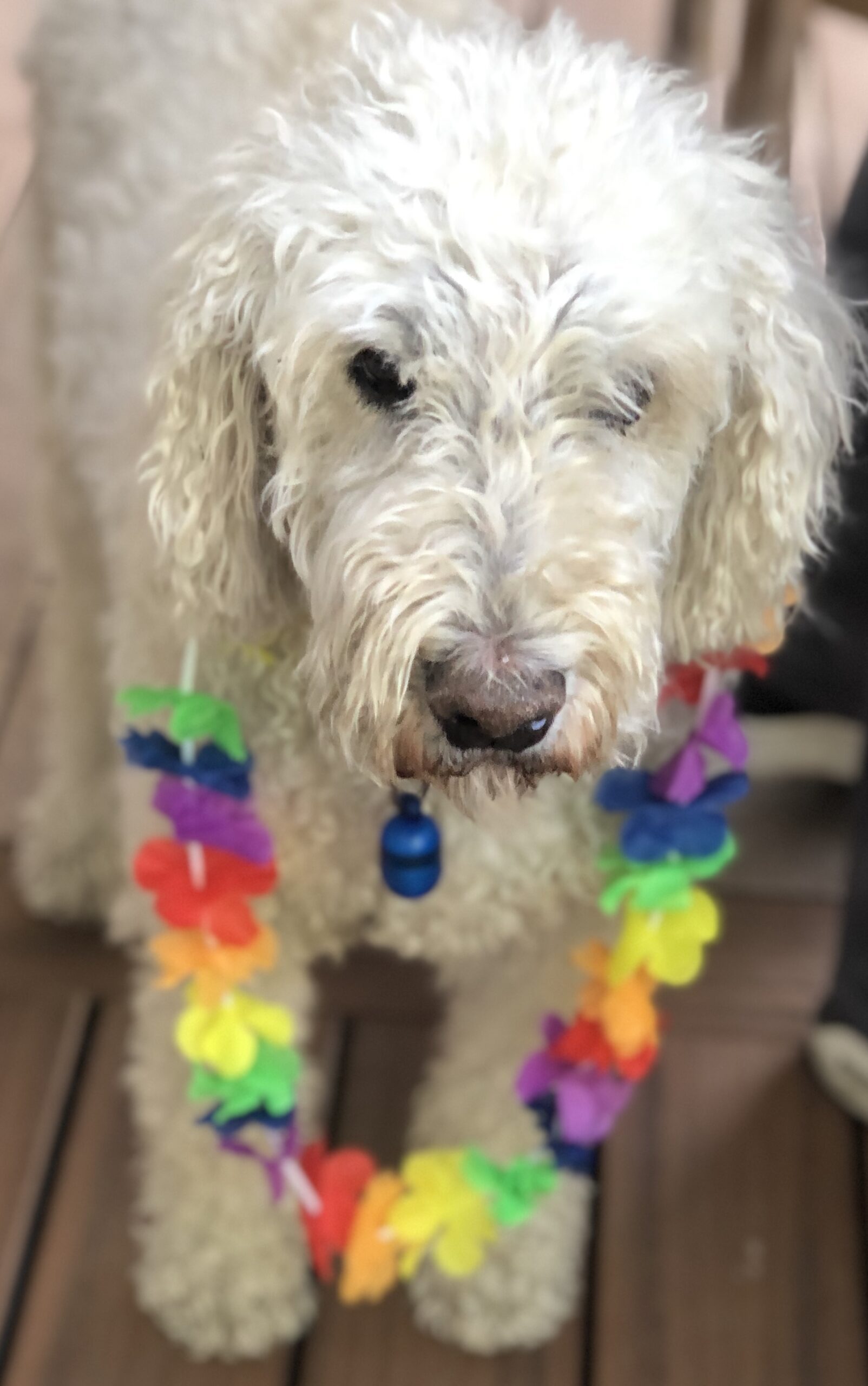 Dash April 2003-Oct 2020