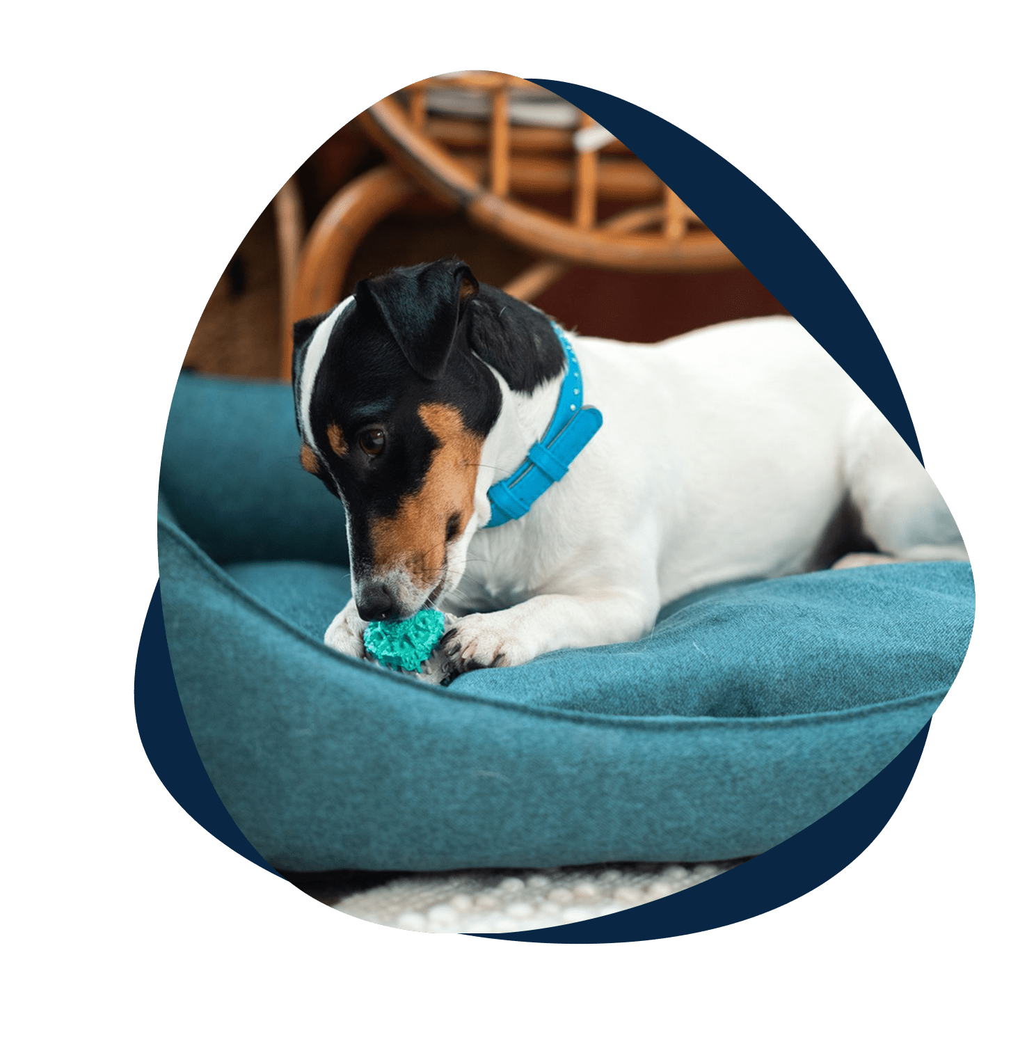 Group 4 Dog chewing toy on blue pet bed.