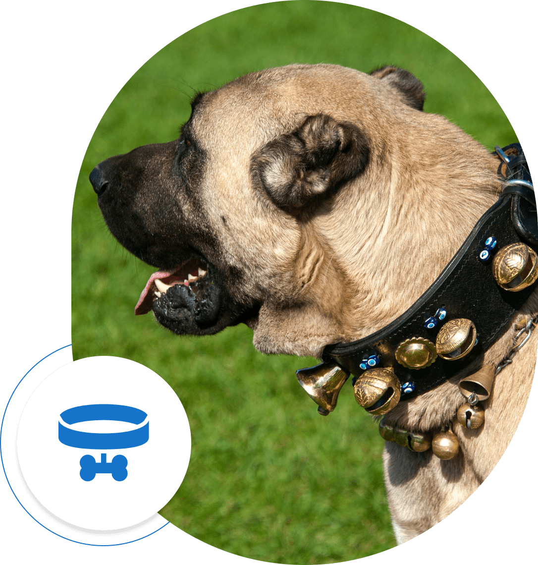 Group 5 (2) Dog wearing a decorated leather collar outside.