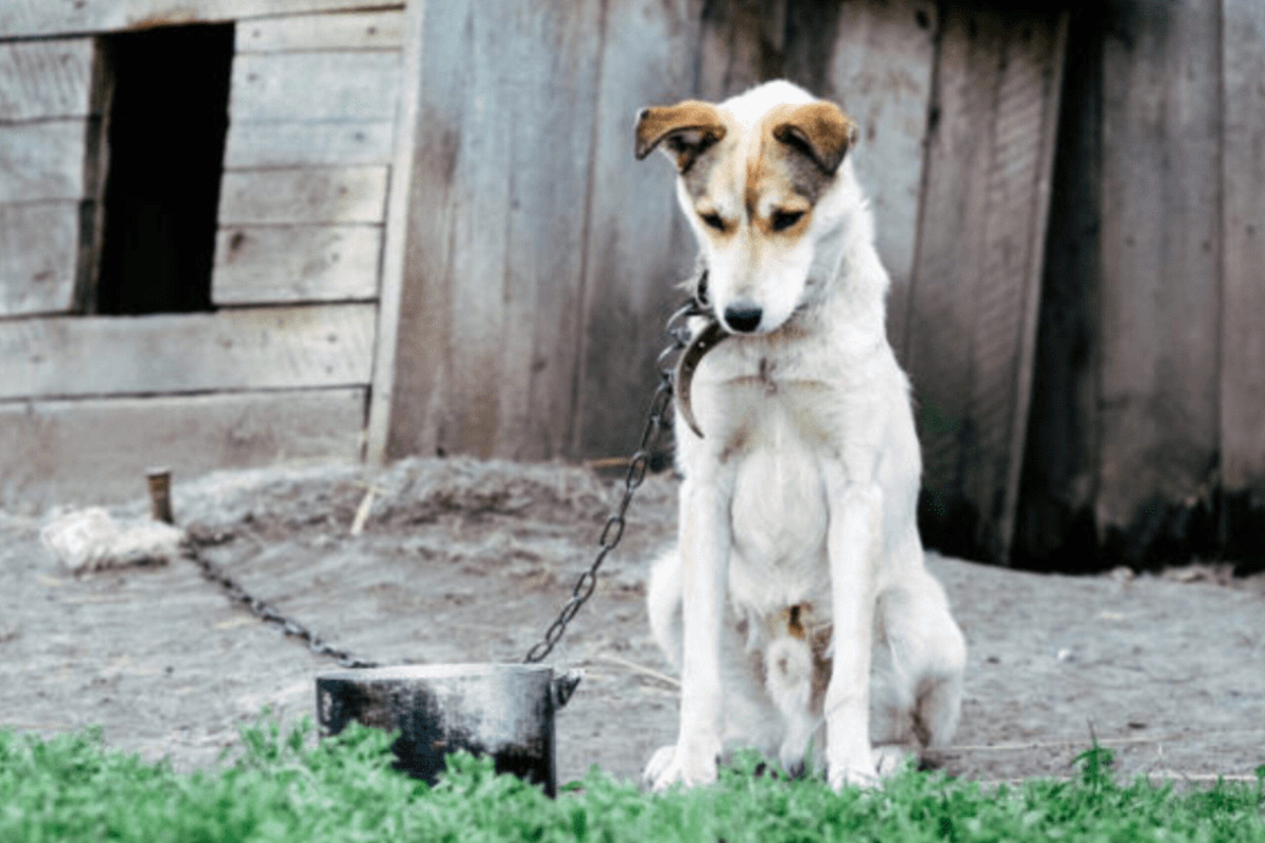 Good Dog Go Home