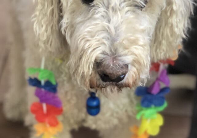 Dash April 2003-Oct 2020